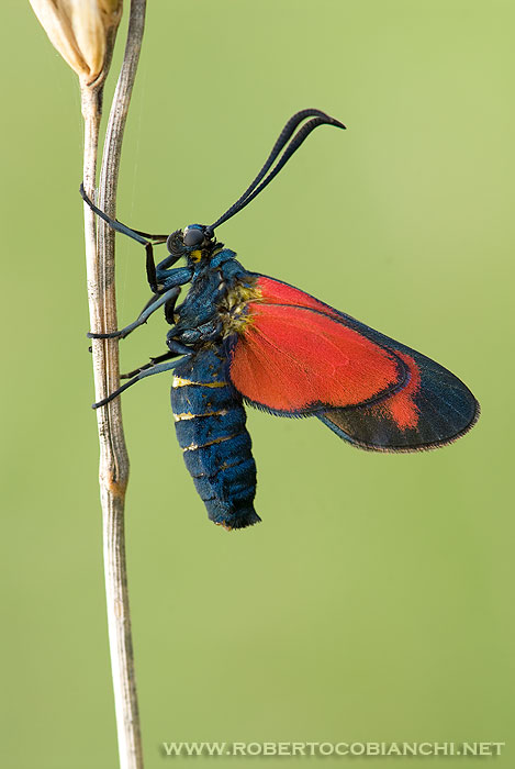 zygaena